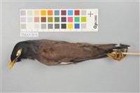 藏品(家八哥)的圖片